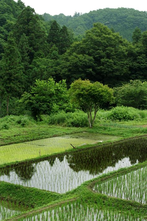 Rice Paddies, Rice Paddy, Rice Fields, Rice, Trees, Japan