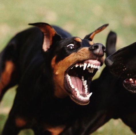 Imgur: The magic of the Internet Doberman, Alexander, Internet, Memes, Dogs, Instagram