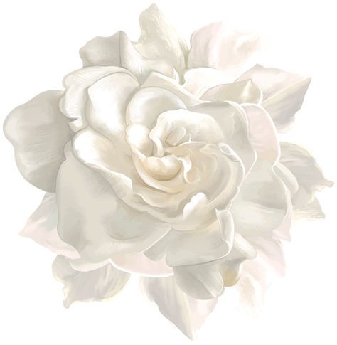 White Rose Png, White Flower Png, Flower Png Transparent, Rose Flower Png, Wedding Drawing, Happy Birthday Png, Rosé Png, White Rose Flower, Rose Flower Pictures