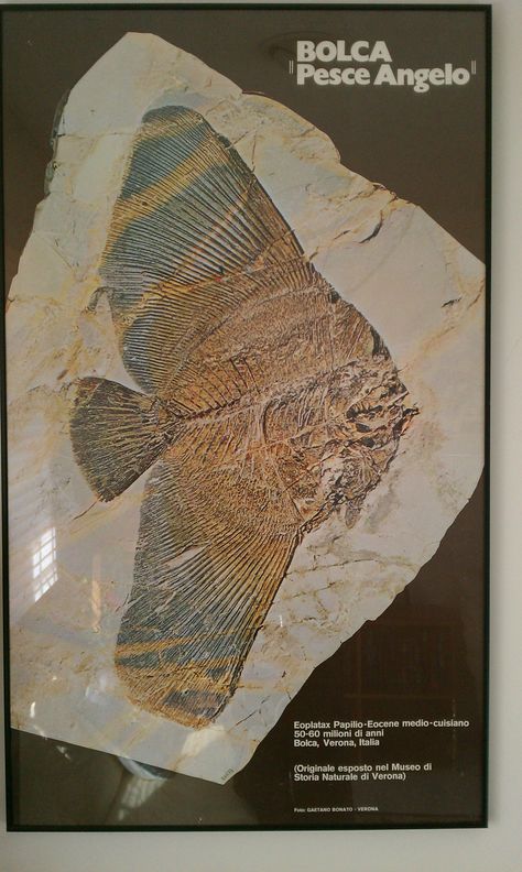 Had this print of very famous fossil framed-Went to this museum as a kid Fossil Art, Fossil Bones, Rocks And Fossils, Fish Fossil, Geology Rocks, Ancient Animals, Extinct Animals, Dinosaur Fossils, Prehistoric Creatures