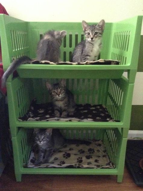 Keep your foster kittens organized for <$20 Outdoor Cat Enrichment, Cat Adoption Center, Cat Foster Room Ideas, Foster Kitten Room Ideas, Cat Foster Room, Foster Cat Room, Cat Sanctuary Ideas, Foster Kittens Setup, Cat Foster