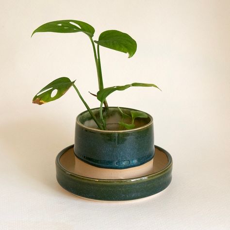 Small Ceramic Planter, 2.5 X 2.5 handmade Ceramic, Wheel Thrown, 1 Drainage Hole, Attached Base Plate, Bottom Watering, 12 Colors - Etsy Canada Beautiful Plant Pots, Ceramics Plant Pot, Bottom Watering, Plant Pot Ceramic, Small Plant Pots, Ceramic Wheel, Small Ceramic Planter, Ceramic Flower Pot, Plant Fungus