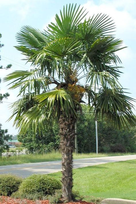 Trachycarpus fortunei Chinese Windmill Palm 1 Palm Landscaping, Windmill Palm, Most Beautiful Trees, Outdoor Tropical Plants, Canary Island Date Palm, Florida Palm Trees, Cottage Backyard, Palm Trees Landscaping, Gardening Zones