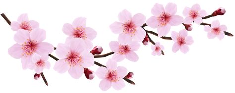 Sakura Cartoon Flower, Cherry Blossom Clip Art, Cherry Blossom Clipart, Sakura Illustration Flower, Sakura Stickers Blossoms, Sakura Png Flower, Cherry Blossom Drawing, Diy Fleur, Sakura Art