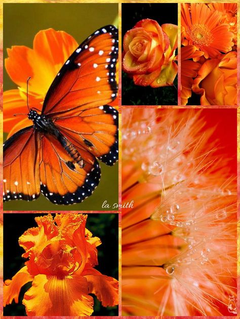 Mood Boards Inspiration, Color Splash Art, Colouring Heaven, The Color Orange, Color Lessons, Orange Dream, Color Wonder, Fleur Orange, Color Collage