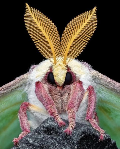 Luna mother (Actias luna). Photo credit: @bens_small_world. Rosy Maple Moth, Cute Moth, Lunar Moth, Moth Caterpillar, Instagram King, Cool Bugs, Beautiful Bugs, Luna Moth, A Bug