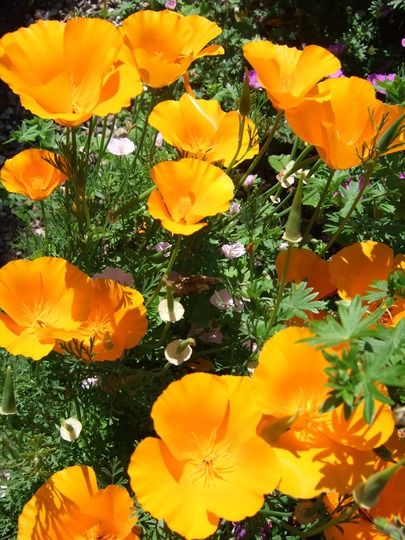 Californian Poppies, Californian Poppy, Garden Picture, Poppy Garden, Waterwise Garden, Landscape Images, Trailing Plants, Trees Nature, Sandy Soil