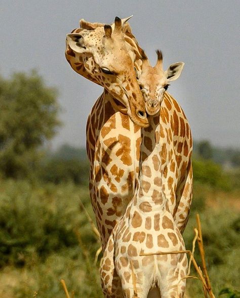 Beauty #giraffe #love Mother And Baby Animals, African Giraffe, Giraffe Art, Animal World, Baby Animals Pictures, Nat Geo, African Wildlife, Wildlife Nature, African Animals