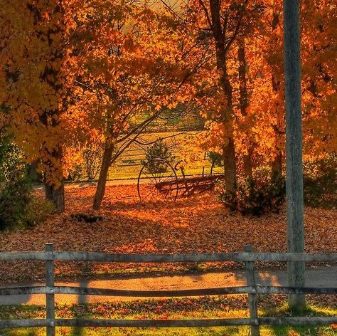 Changing Aesthetic, Foto Muro Collage, Gilmore Girls Seasons, Orange Autumn, Fall Mood Board, Book Aesthetics, Orange Leaf, Halloween Vibes, Fall Inspo