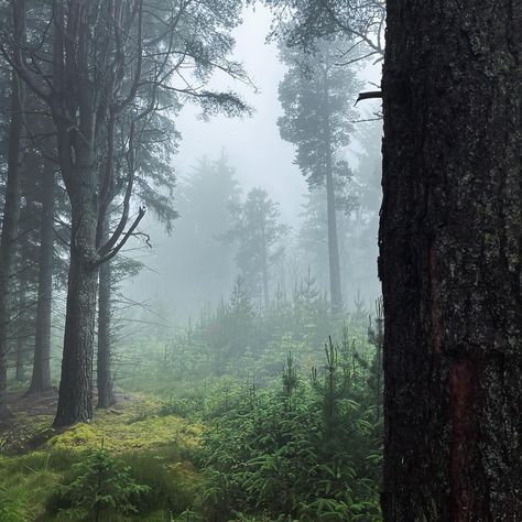 Even the rainy days in Moray Speyside have their own beauty! 🌧️🍃 #EscapeYourEveryday Crannoch Woods near Cullen offers a serene escape, where the rain adds a touch of magic and intrigue. Perfect for a peaceful walk and a moment of reflection amidst nature. 📌 - Crannoch Woods, Moray Speyside 📷 - @livingthepilife #visitmorayspeyside #morayspeyside #moray #speyside #crannochwoods #crannoch #cullen #scotland #scottish #visitscotland #discoverscotland #discovercullen #unlimitedscotland #rain Scotland Rain, Ruins Aesthetic, Speyside Scotland, Skórki Minecraft, Visit Scotland, Nature Aesthetic, Rainy Days, The Rain, Mother Nature