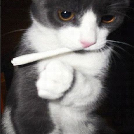 <b>With their little paws, these kitties are grinding herb, rolling spliffs, and getting baked.</b> Thank you, people of Instagram, for this important documentation. Light Up, Thank You, White, Black, Instagram