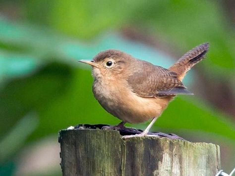 House Wren Identification, All About Birds, Cornell Lab of Ornithology Northern House, Baby Cardinals, House Wren, Cozumel Island, Brown Bird, Tattoo Font, Backyard Birds, Cozumel, Wren