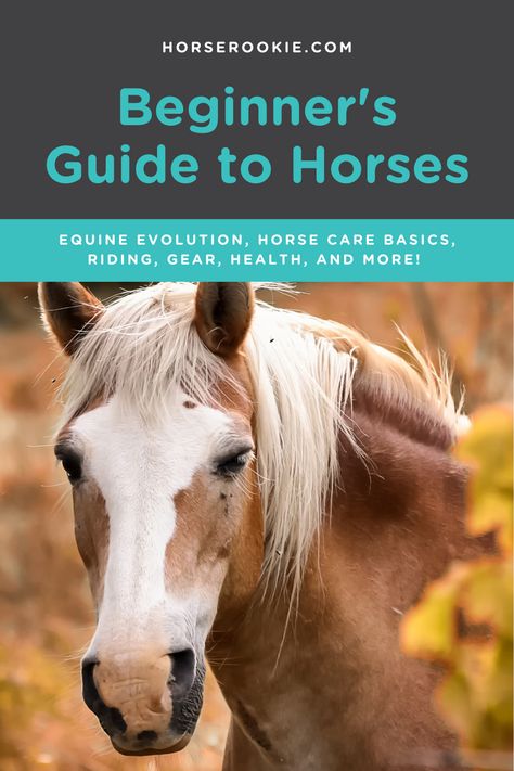 Caring For Horses, Best Horse Breeds For Beginners, Owning A Horse For The First Time, Horse Beginner, Horses For Beginners, Horse Bonding, Horse Guide, Breeds Of Horses, Horse Ownership