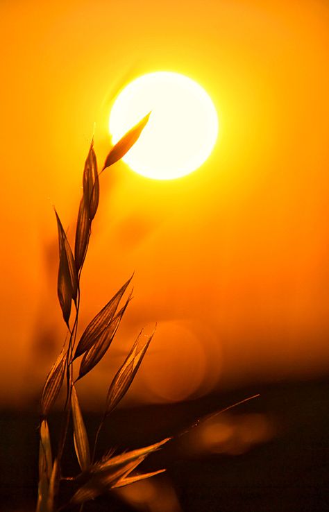 https://flic.kr/p/bDEdSh | Touching the sun Naturals Wallpaper, Sun Pics, Sun Photos, Sun Pictures, Sunny Pictures, Sunshine Wallpaper, Sun Wallpaper, Pictures Of The Sun, Sun Life