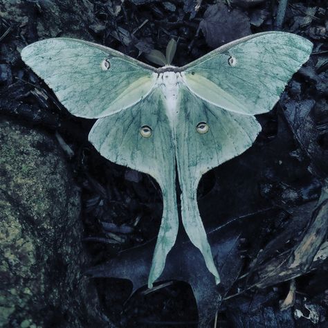 Moth Moodboard, Luna Moth Aesthetic, Lunar Moth Art, Moth Pfp, Moth Goddess, Moths Aesthetic, Moth Photography, Moth Lady, Texas Vibes