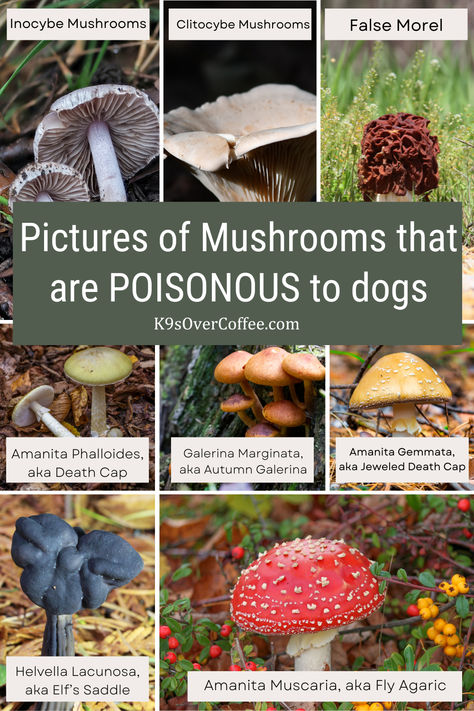 8 pictures of mushrooms that are poisonous to dogs. Dangerous Mushrooms, Pictures Of Mushrooms, Poisonous Mushrooms, Mutt Dog, Dog Walking Business, Mushroom Pictures, Raw Dog Food Recipes, Wild Mushrooms, Heavy Rain