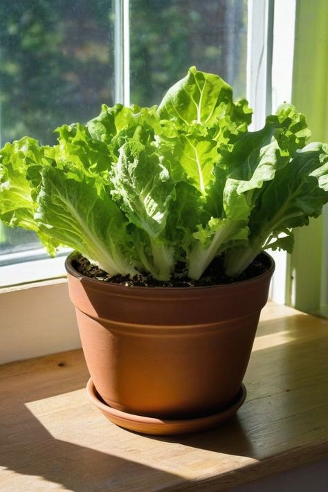 7 Tactics To Grow Lettuce Indoors Growing Hacks, Growing Lettuce Indoors, Grow Lettuce, Types Of Lettuce, Winter Sowing, House Gardening, Small Humidifier, Growing Lettuce, Gardening Vegetables