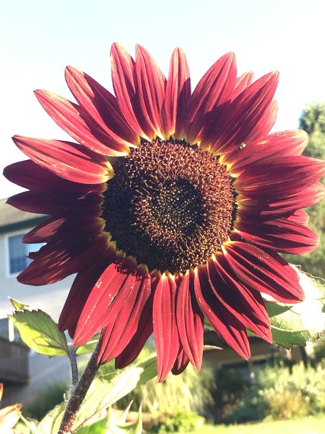 The burgundy sunflower.. Burgundy Sunflower Tattoo, Maroon Sunflower, Burgundy Sunflower, Garden Goals, Flower Types, Sunflower Themed Wedding, Tattoo Patterns, Bridal Bouquet Fall, Fall Stuff