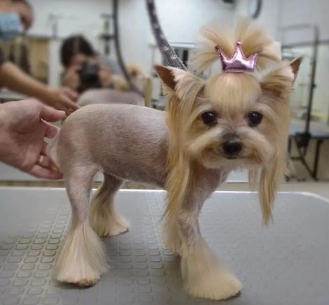 Best Yorkie Haircuts for Females (20 Pictures) - The Paws Yorkie Haircuts Female, Yorkie Long Hair, Haircuts For Females, Yorkie Puppy Cut, Yorkie Haircut, Yorkie Hair, Yorkshire Terrier Grooming, Yorkie Cuts, Yorkie Hairstyles