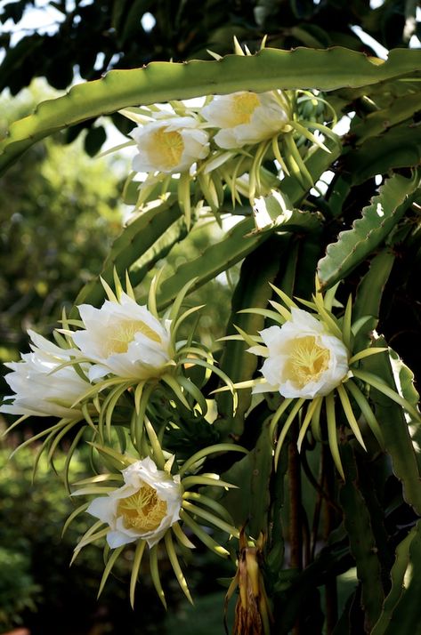 Dragon fruit Flowers and Dragon Fruit Vines Plant | @whiteonrice Dragon Fruit Flower, Tanaman Sukulen, Dragon Fruit Plant, Kaktus Dan Sukulen, Moon Flowers, Thanh Long, Orchid Cactus, Cactus Planta, Fragrant Garden