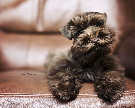 Snauzer Puppy, Schnauzer Colors, Miniature Schnauzer Black, Miniature Dog Breeds, Mini Schnauzer Puppies, Schnauzer Art, Schnauzer Puppies, Miniature Schnauzer Puppies, Dog Business