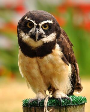 Spectacled Owl – Their name comes from the white color surrounding their eyes that resembles eyeglasses, or “spectacles”. Spectacled Owl, Nocturnal Birds, Photos Funny, Hoot Owl, Owl Pictures, Beautiful Owl, Kinds Of Birds, Barn Owl, Birds Of Prey