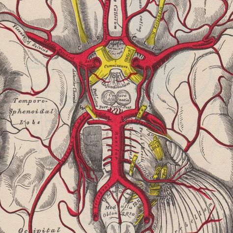 Neuro vascular system <3-excellent illustration of importance of Circle of Willis. Circle Of Willis Anatomy, Anatomy Pictures, Medicine School, Circle Of Willis, Vascular System, Medical Illustrations, Medical Facts, Anatomy Study, Vintage Medical