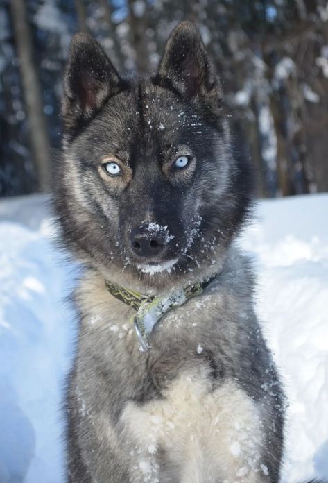 Agouti Siberian Husky, Wooly Siberian Husky, Agouti Husky, Yakutian Laika, Grey Wolves, Brown Wolf, Wolf Husky, Gifts Amazon, Wolf Hybrid