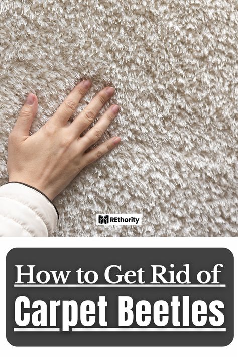 Wondering how to get rid of carpet beetles?You’re not alone. These pesky insects invade millions of homes each year. But getting rid of them isn’t as hard as you might think. Read on to learn all you need to know. How To Get Rid Of Fleas In House Carpets, Carpet Beetles How To Get Rid Of, How To Get Rid Of Asian Beetles In House, Carpet Bugs, Carpet Beetles, Flea Beetles Pest Control, Killing Japanese Beetles, Black Carpet, Types Of Carpet