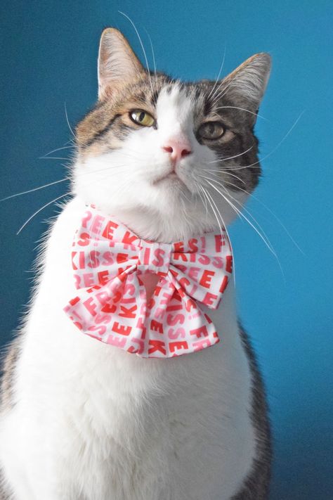 White tabby cat wearing Valentine's sailor bowtie with free kisses print. Fluffy Pets, Cat Bowtie, Free Kisses, Sailor Bow, Pet Bow Ties, Cat Bow Tie, Interactive Cat Toys, Catnip Toys, Pet Bows