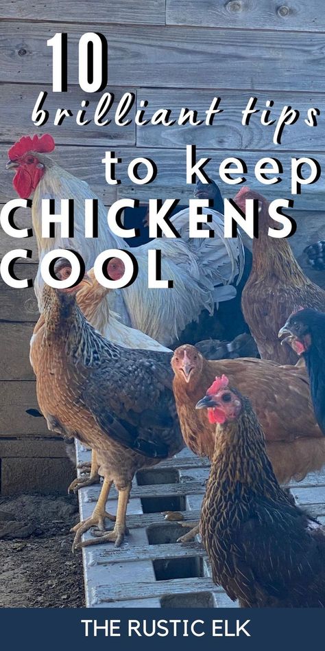 Chickens suffering in the hot weather? These brilliant tips can help  keep chickens cool in the summer in the heat! From treats to give them to help them stay cool to other things to do to help them combat oppressive heat. Find 10 awesome tips for the best ways to keep your backyard chickens comfortable this summer. Keeping Chickens Cool, Snacks For Chickens, Inside Chicken Coop, Food For Chickens, Chicken Accessories, Wall Art Urban, Chicken Coop Garden, Summer Chicken, Modern Kitchen Decor