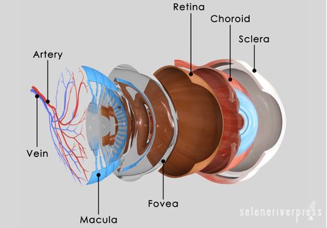 The Eye-Brain Connection Eye Anatomy, Aquaponics Diy, Eye Parts, Brain Connections, Laser Surgery, Eye Exercises, Eye Sight Improvement, Dry Eyes, Eye Health