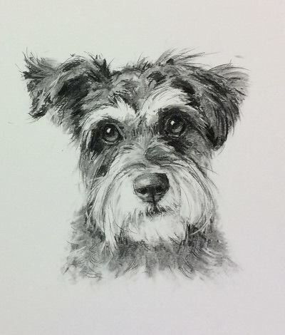 Schnauzer Art Painting, Schnoodle Tattoo, Schnoodle Drawing, Nicky Litchfield Art, Schnauzer Sketch, Nicky Litchfield, Schnauzer Painting, Schnauzer Drawing, Schnauzer Art