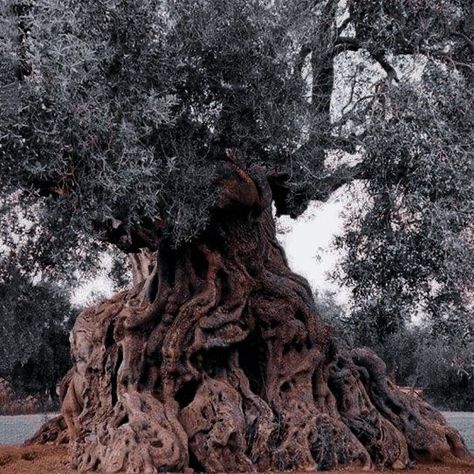 Fell Tree, Gray Homescreen, Strixhaven Campus, High Fantasy Aesthetic, Welsh Mythology, Aesthetic Medieval, Shadow Man, Thalia Grace, Legends And Myths