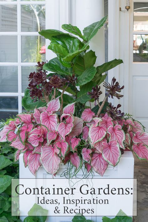 Shade Planters, Compost Diy, Summer Produce Recipes, Beautiful Vegetable Garden, Container Garden Recipes, Raised Bed Ideas, Container Recipes, Indoor Gardening Supplies, Porch Pots