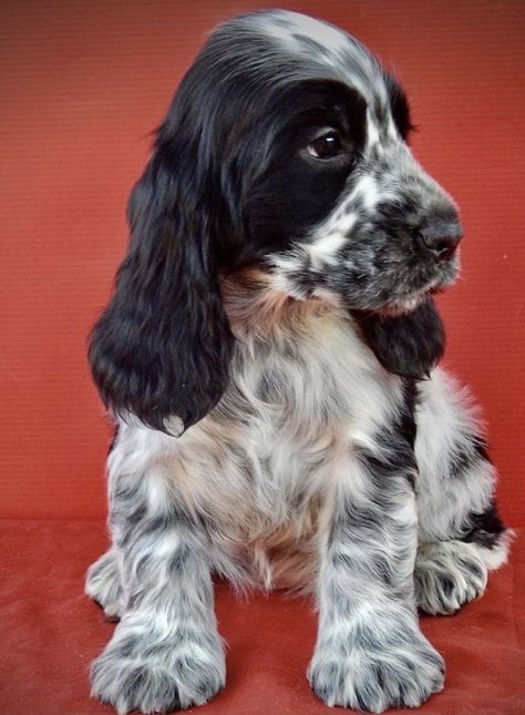 Roan Cocker Spaniel, Blue Roan Cocker Spaniel, English Cocker Spaniel Puppies, Cocker Spaniel Puppy, Spaniel Breeds, American Cocker Spaniel, Blue Roan, Cocker Spaniel Puppies, Cocker Spaniel Dog