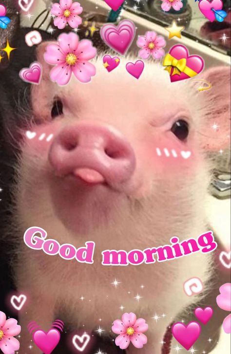 Cute Have A Good Day Images, Pig Good Morning, Good Morning Reaction Pic Funny, Good Morning Wholesome Pics, Good Morning Shawty, Good Morning Mood Pics, Reaction Pictures Wholesome, Hello Funny Pictures, Morning Reaction Pics