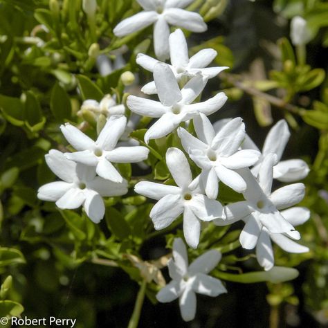 South African jasmine - Inland Valley Garden Planner Jasmine Images, South African Flowers, Evergreen Climbers, Wild Jasmine, Jasmine Vine, Jasmine Plant, Waterwise Garden, Garden Planner, African Flowers