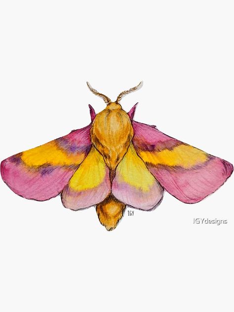 "Rosy Maple Moth" Sticker by IGYdesigns | Redbubble Moth Poster, Maple Moth, Bugs Drawing, Moth Sticker, Pink Moth, Moth Drawing, Moth Art Print, Rosy Maple Moth, Moth Tattoo Design