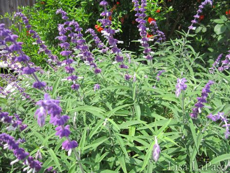 Mexican Bush Sage, Texas Landscaping, Butterfly Garden Plants, Texas Plants, Texas Native Plants, Night Blooming Flowers, Low Water Plants, Butterfly Gardens, Deer Resistant Plants