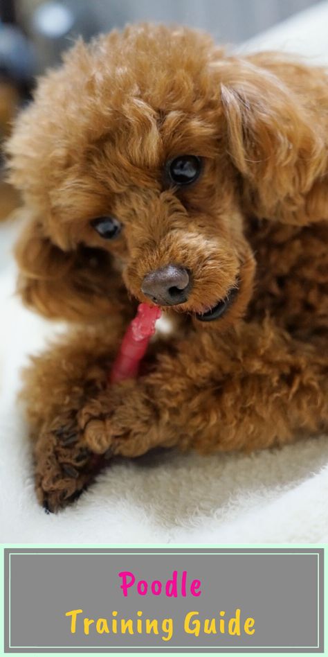 Poodles are considered among the most intelligent and easily trained of all dogs. Generally, this breed is alert, cheerful, and willing to learn, so most owners have found that basic obedience training and house training come without a lot of difficulty. There seems to be little difference in temperament between male and female, though each dog, of course, is an individual #dogtrainingguide #poodle Dog Training Tricks, Miniature Poodle Black, Poodle Training, Dogs Ideas, Cool Dog Collars, Poodle Haircut, Toy Poodles, Poodle Grooming, Cute Dog Collars