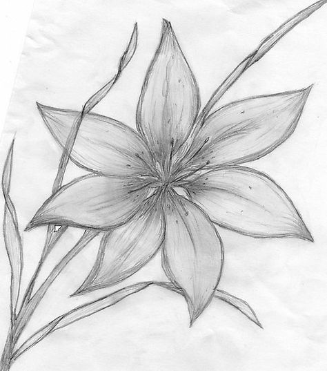 Line Drawing Of A Flower | MaeBelle › Portfolio › Lily,Pencil Drawing, Flower Sketch Pencil, Easy Pencil Drawings, Drawings Of Flowers, Easy Flower Drawings, Pencil Drawings Of Flowers, Color Pencil Sketch, Pencil Drawings For Beginners, Pencil Drawing Tutorials, Drawing Eyes