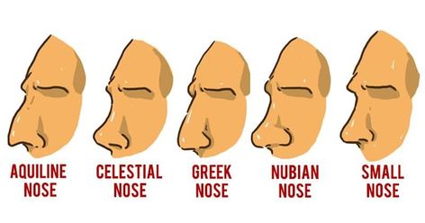 ConteZero 🇪🇺 🇫🇷 on X: "@cinematogrxphy @diodeglizilla This is called GREEK nose. https://t.co/XjbmiihF3t" / X Nose Structure, Aquiline Nose, Greek Nose, Good Jawline, Hooked Nose, Human Anatomy Reference, Small Nose, Nose Drawing, Face Drawing Reference