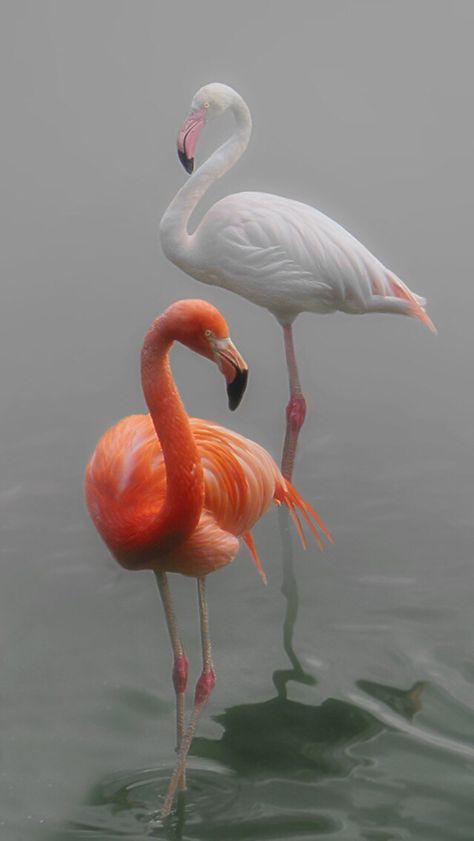 Flamingos Flamingo Images, Flamingo Birds, Flamingo Pictures, Flamingo Photo, White Flamingo, Flamingo Bird, Flamingo Art, Pink Bird, Exotic Birds