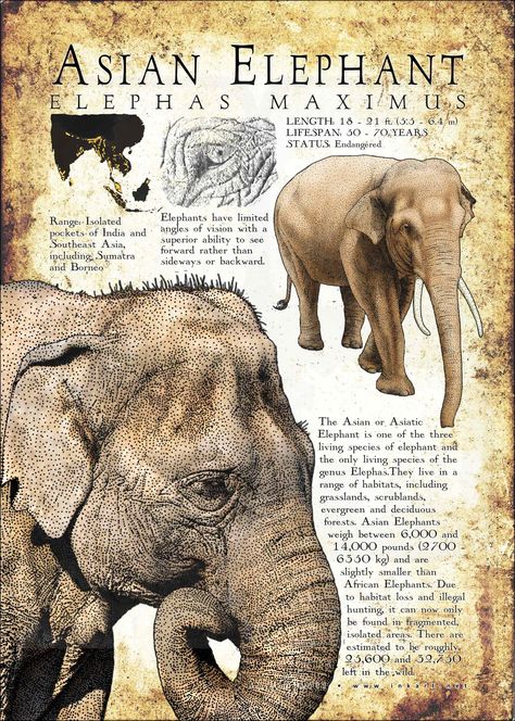 The Asian or Asiatic Elephant is one of the three living species of elephant and the only living species of the genus Elephas. They live in a range of habitats, including grasslands, scrublands, evergreen and deciduous forests. Asian Elephants weigh between 6,000 and 14,000 pounds (2700 – 6350 kg) and are slightly smaller than African Elephants. Due to habitat loss and illegal hunting, it can now only be found in fragmented, isolated areas. There are estimated to be roughly 25,600 and 32,750 lef Elephant Information, Informative Poster, Asiatic Elephant, Asian Elephants, Elephant Species, Baby Lion Cubs, Pig Breeds, Elephant Poster, Wildlife Pictures