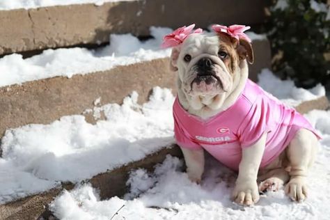 Bulldog Outfits, Winter Cottages, Bulldog Clothes, Yoda Wallpaper, Puppy Photography, Puppy Mom, Bulldog Mascot, Bulldog Pics, Dog Aesthetic