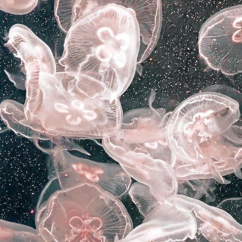 Jelly Fish Aesthetic Icon, Pink Aesthetic Ocean, Ig Pfp Ideas, Jellyfish Icon, Sea Icons, Aesthetic Jellyfish, Pink Jellyfish, Theme Pictures, Soft Pink Theme