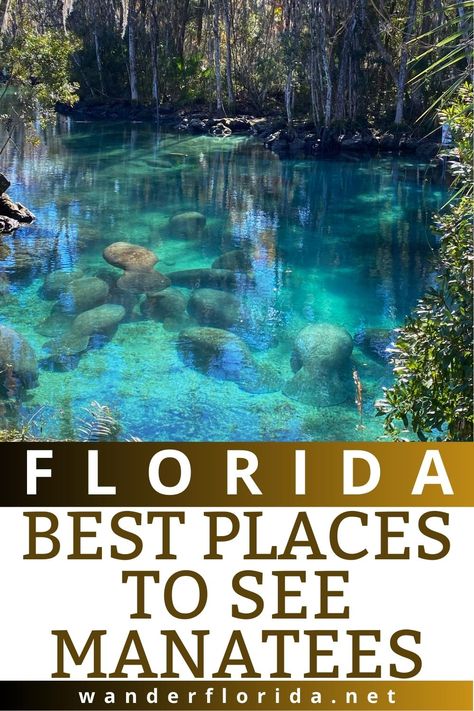 Freshwater springs, state parks, and rehab facilities are the perfect places to see manatees in Florida. Learn all about where and when to find these gentle giants, plus tips on how to observe them safely – and make your manatee watching adventure a memorable one! Read more at wanderflorida.net. #manatees #swimwithmanatees #floridamanatees #florida #manatee Manatee Springs State Park, Manatees In Florida, Florida In December, Rehab Facility, Swimming With Manatees, Blue Springs State Park, Manatee Florida, Clearwater Marine Aquarium, Travel Florida