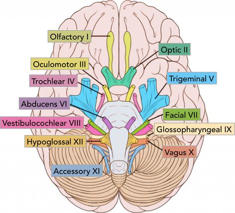 Cranial Nerves Anatomy, Nerve Anatomy, Cranial Nerves Mnemonic, Sistem Saraf, Brain Surgeon, Basic Anatomy And Physiology, Medical Student Study, Brain Anatomy, Nursing School Survival