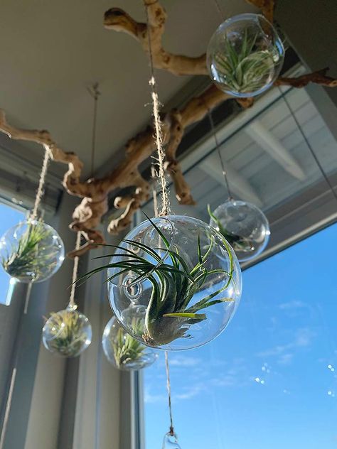 Make This Gorgeous Branch Chandelier Air Plant Display! | OhMeOhMy Blog Boho Chic Decor Diy, Plant Chandelier, Home Decorations Ideas, Air Plant Garden, Airplant Wall, Modern Boho Chic, Plant Display Ideas, Boho Chic Home, Air Plants Decor